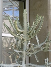 White Ghost Candelabra Plant, False Cactus, Dragon Bone, Elkhorn, Euphorbia lactea 'White Ghost'